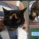 Znaleziony na Rewolucji/Włókiennicza ma  uszkodzona tylną  nóżkę... Chip niestety niezarejestrowany.