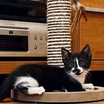 Kotka poz. 24/361/K NINA w DT