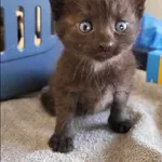 Znaleziono kota, Grudziądz, 16 lipca 2024