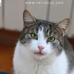 Kot do adopcji, Chmielnik, 16 lipca 2024