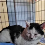 Znaleziono kota, Grudziądz, 16 lipca 2024