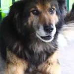 Pies do adopcji, Przyborówko, 17 lipca 2024