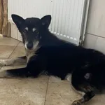 Znaleziono psa, Świdnica, 16 lipca 2024