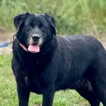 Imię: Roni Czip: 616093902338935 Płeć: samiec Wiek: styczeń 2012 Wielkość: duży Kastracja/sterylizacja: tak Inne Psy: Akceptuje towarzystwo innych zwierząt Dzieci: W wieku szkolnym Charakter: Mimo swo