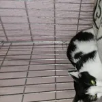 Znaleziono kota, Choszczno, 3 lipca 2024
