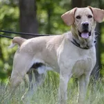 Pies poz. 24/0413 w DT