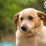 Pies do adopcji, Dąbrówka, 17 lipca 2024
