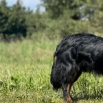 Imię: Kumpel Czip: 616093902536540 Płeć: samiec Wiek: styczeń 2023 Wielkość: maly Kastracja/sterylizacja: tak Inne Psy: Akceptuje towarzystwo innych zwierząt Dzieci: W wieku szkolnym Charakter: Miły s