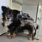 Znaleziono psa, Choszczno, 6 lipca 2024