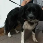 Bytom 616093902530752 mieszaniec czarny z białym pies 317/2024