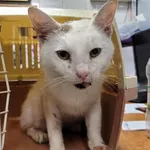 Kocurek poz. 24/433/K