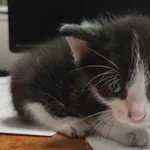 Kocurek poz. 24/419/K