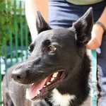 Znaleziono psa, Łódź, 17 lipca 2024