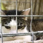 Znaleziono kota, Łódź, 17 lipca 2024