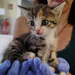 Znaleziono kota, Toruń, 17 lipca 2024