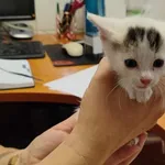 Kocurek poz. 24/431/K