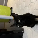 Znaleziono kota, Łódź, 17 lipca 2024