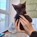 Znaleziono kota, Grudziądz, 17 lipca 2024