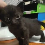 Kocurek poz. 24/420/K