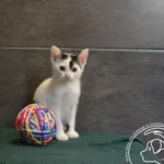 Kot do adopcji, Chełmek, 10 czerwca 2024