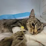 Znaleziono kota, Łódź, 19 lipca 2024