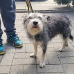 Znaleziono psa, Łódź, 18 lipca 2024