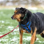 Osika (2861), Samica