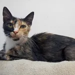 Kotka poz. 24/362/K rezerwacja