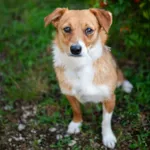 Oddam psa, Skierniewice, 21 lipca 2024