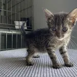 Kot do adopcji, Świdnica, 26 czerwca 2024