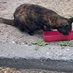 Znaleziono kota, Sosnowiec, 22 lipca 2024
