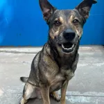 Bruno to bardzo pozytywny piesek. Z radością tuli się do człowieka i nadstawia głowę do głaskania. Uwielbia psie smaczki i nie ma problemów z wizytami u weterynarza. Szuka nowego opiekuna, który otocz