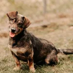 Pirat 616093902519405