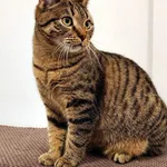 Kot do adopcji, Włocławek, 23 lipca 2024