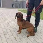 Znaleziono psa, Grudziądz, 22 lipca 2024