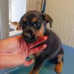 Pies do adopcji, Racławice, 18 lipca 2024
