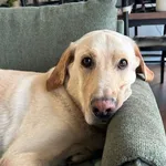 Powroty z adopcji są nieodłączną częścią naszych działań. Tego niestety nie jesteśmy w stanie uniknąć, że z różnych przyczyn zwierzęta ponownie trafiają do schroniska. Jednak szczęście w nieszczęściu 