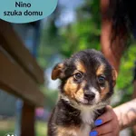 Pies do adopcji, Dąbrówka, 24 lipca 2024