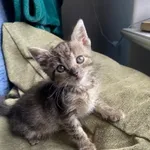 Kot do adopcji, Świdnica, 24 czerwca 2024