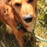 Pies do adopcji, Jelenia Góra, 25 czerwca 2024