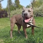 Znaleziono psa, Lublin, 25 lipca 2024