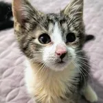 Kot do adopcji, Piła, 12 czerwca 2024