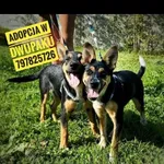 Pies do adopcji, Rytlów, 25 lipca 2024