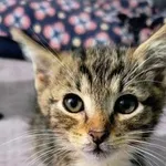 Kot do adopcji, Piła, 12 czerwca 2024