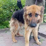 Znaleziono psa, Toruń, 26 lipca 2024