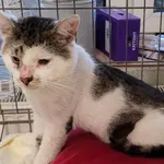 Kocurek poz. 24/472/K