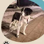 Znaleziono psa, Dąbrówka, 23 grudnia 2025