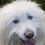 Pies do adopcji, Grudziądz, 22 czerwca 2024