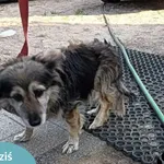 Znaleziono psa, Dąbrówka, 25 lipca 2024
