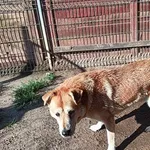 Znaleziono psa, Dąbrówka, 17 lipca 2024